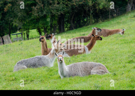 Allevamento di llama seduta al pascolo. Addomesticazione camelidi allevati per la lana, masticare cud e mangiare erba in campagna britannica Foto Stock