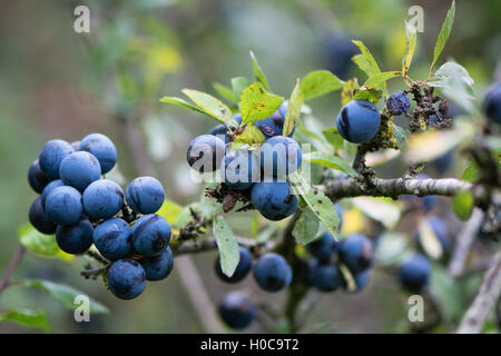 Prugnoli sul prugnolo (Prunus spinosa). Arbusto in rosa (famiglia delle Rosacee) con cluster di viola maturi frutti in autunno Foto Stock