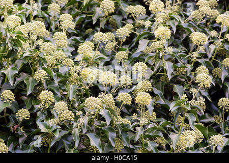 Edera (Hedera helix) fiori in hedge. Masse di verde e fiori di colore giallo su questa familiarità sempreverde arbusto di arrampicata Foto Stock