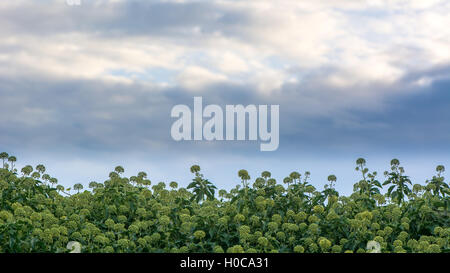 Edera (Hedera helix) fiori in hedge e sky. Masse di verde e fiori di colore giallo su questa familiarità sempreverde arbusto di arrampicata Foto Stock