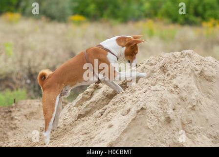 Basenji cane in fase di caccia - foro di scavo su una pila di sabbia ricerca piccoli roditori Foto Stock