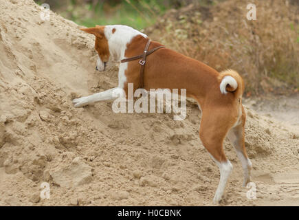 Basenji cane in fase di caccia - lo scavo in una pila di sabbia ricerca piccoli roditori Foto Stock