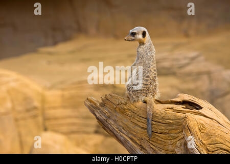 Meerkat guardando sopra la sua spalla, in piedi su un log Foto Stock