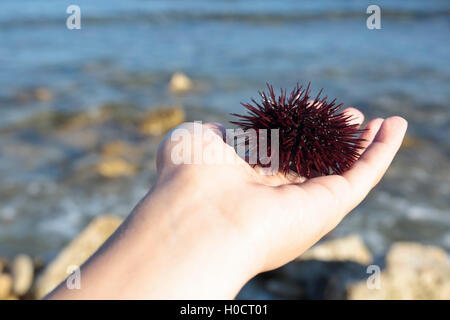 Ricci di mare nelle mani di una giovane ragazza con mare Mediterraneo sullo sfondo Foto Stock