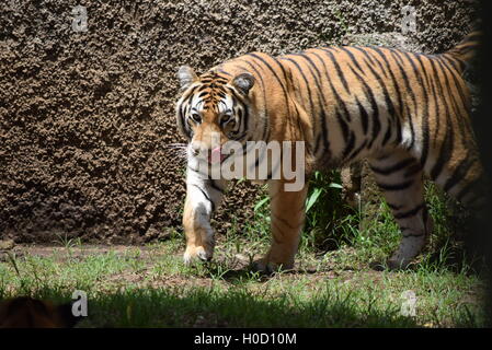 Phantera Thigris,noto anche come Royal tigre del Bengala presso lo Zoo di Aurora, Guatemala Foto Stock