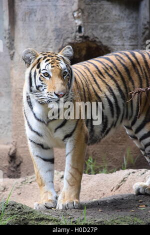 Phantera Thigris,noto anche come Royal tigre del Bengala presso lo Zoo di Aurora, Guatemala Foto Stock