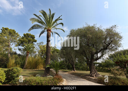 Giardino a Musée (Museum) Renoir, chemin des Collettes, Alpes Maritimes Costa Azzurra, Francia Foto Stock