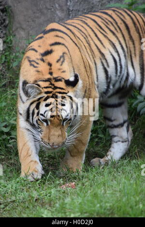 Phantera Thigris,noto anche come Royal tigre del Bengala presso lo Zoo di Aurora, Guatemala Foto Stock