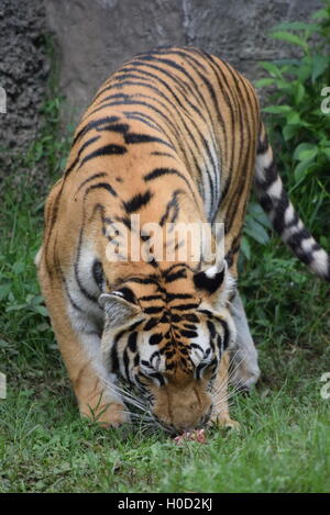 Phantera Thigris,noto anche come Royal tigre del Bengala presso lo Zoo di Aurora, Guatemala Foto Stock