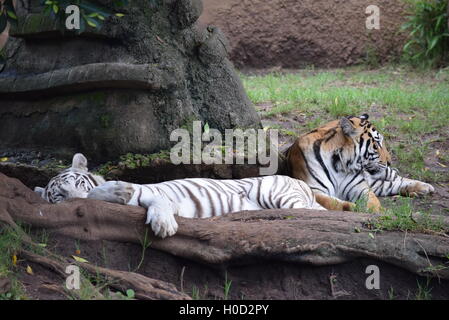 Phantera Thigris, noto anche come royal le tigri del Bengala (bianco e arancione) in appoggio presso lo Zoo di Aurora, Guatemala Foto Stock