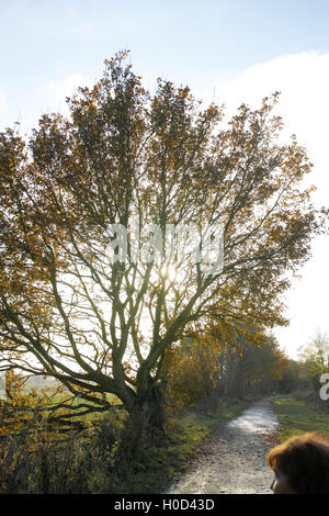 Viste dal greenway stratford upon avon Foto Stock