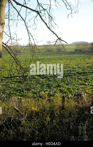 Viste dal greenway stratford upon avon Foto Stock