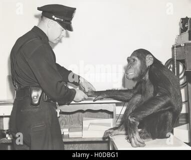 Rilevazione delle impronte digitali di scimmia dal funzionario di polizia Foto Stock