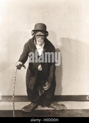 Monkey vestito in stretto soprabito e cappello bowler Foto Stock