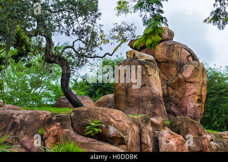 Lion dormire su di una roccia Foto Stock