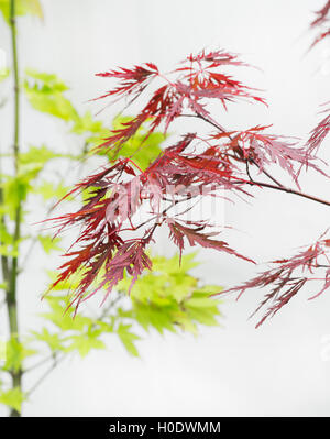 Acer palmatum dissectum 'petardo'. Acero giapponese ramo di albero e foglie contro uno sfondo bianco Foto Stock