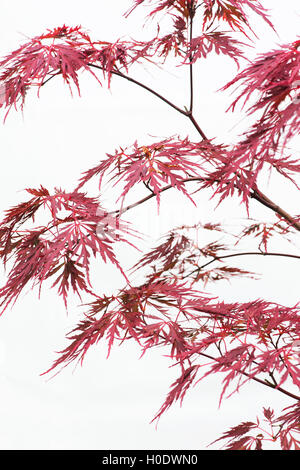 Acer palmatum dissectum 'petardo'. Acero giapponese ramo di albero e foglie contro uno sfondo bianco Foto Stock