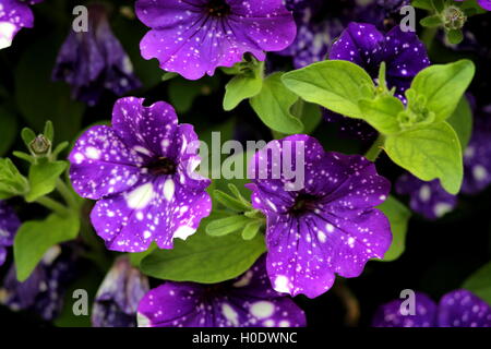 Un cluster di viola con punti bianchi nelle petunie e foglie verdi. Foto Stock