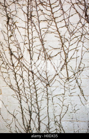 Dead ivy steli su un dipinto di un muro di mattoni Foto Stock