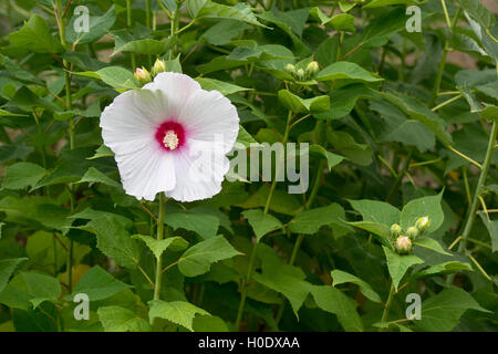 Hibiscus moscheutos. Rose fiori malva Foto Stock