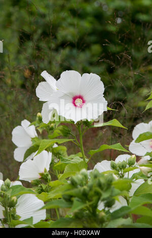 Hibiscus moscheutos. Rose fiori malva Foto Stock