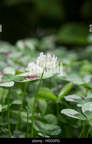 Trifolium repens 'Dragons sangue". Trifoglio variegato di fiori e foglie Foto Stock