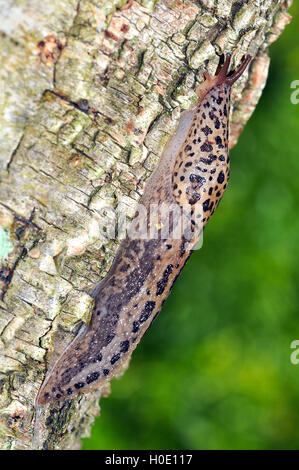 Leopard Slug Limax Maximus Foto Stock