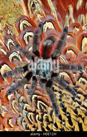 Martinique Pinktoe Tarantula (Caribena versicolor) femmina su sfondo ala uccello Foto Stock