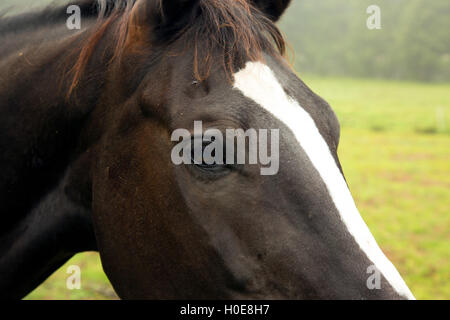 Close-up di testa di cavallo con un evidente occhio, un pezzo di mane .Chiudi vista orizzontale Foto Stock