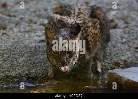 Madrid, Spagna. Xx Settembre, 2016. La femmina lince iberica Jazmín raffigurata nel suo involucro a zoo di Madrid. Due esemplari di lince iberica (Lynx pardinus), il più grande felino nel sud Europa e le più minacciate del pianeta, arrivati a zoo di Madrid, lo scorso mese di luglio 2016, a partire da un centro di allevamento in Zarza de Granadilla, Cáceres, Spagna. © Jorge Sanz/Pacific Press/Alamy Live News Foto Stock