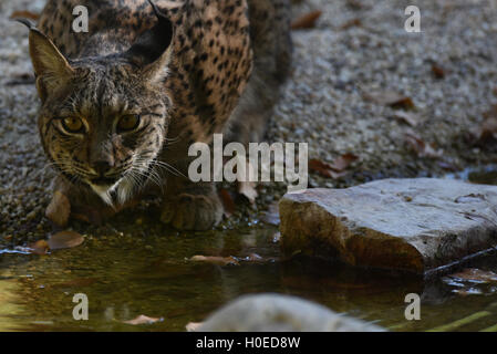 Madrid, Spagna. Xx Settembre, 2016. La femmina lince iberica Jazmín raffigurata nel suo involucro a zoo di Madrid. Due esemplari di lince iberica (Lynx pardinus), il più grande felino nel sud Europa e le più minacciate del pianeta, arrivati a zoo di Madrid, lo scorso mese di luglio 2016, a partire da un centro di allevamento in Zarza de Granadilla, Cáceres, Spagna. © Jorge Sanz/Pacific Press/Alamy Live News Foto Stock