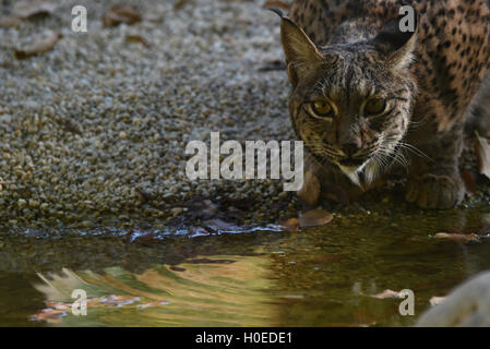 Madrid, Spagna. Xx Settembre, 2016. La femmina lince iberica Jazmín raffigurata nel suo involucro a zoo di Madrid. Due esemplari di lince iberica (Lynx pardinus), il più grande felino nel sud Europa e le più minacciate del pianeta, arrivati a zoo di Madrid, lo scorso mese di luglio 2016, a partire da un centro di allevamento in Zarza de Granadilla, Cáceres, Spagna. © Jorge Sanz/Pacific Press/Alamy Live News Foto Stock