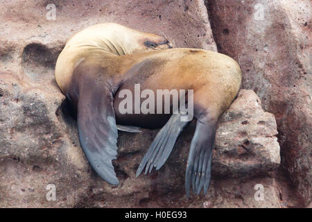 Il leone marino della California di riposo in una posizione di yoga a Los Islotes, Baja California, Messico Foto Stock