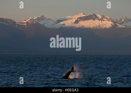 Una coda slapping Humpback Whale di fronte a uno scenario spettacolare nel sud-est Alaksa vicino a Pietroburgo, Alaska Foto Stock