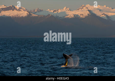 Una coda slapping Humpback Whale di fronte a uno scenario spettacolare nel sud-est Alaksa Foto Stock