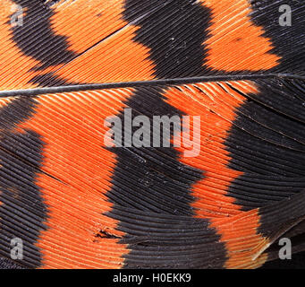 Dettaglio di molted piuma di coda della Red-tailed Black Cockatoo (Calyptorhynchus banksii), Mundaring, sulle colline di Perth, Western Australia Foto Stock