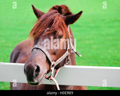 Cavallo di viso Foto Stock