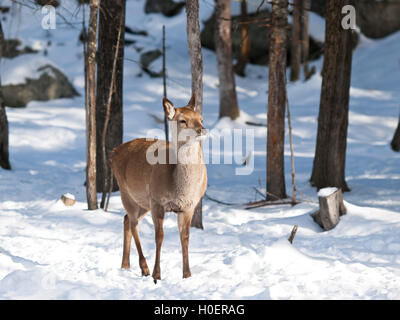 Baby Deer Fawn in inverno Foto Stock