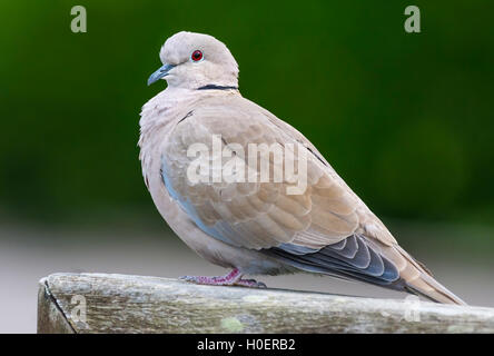 Adulto Eurasian Collarred dove (Streptopelia decaocto) appollaiato su un muro in autunno in Inghilterra, Regno Unito. Foto Stock