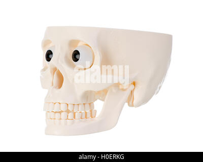 Plastica cranio umano isolato su sfondo bianco. Foto Stock