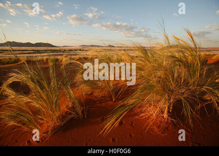 New Scenic 5 posti il paesaggio del deserto in Namibia Foto Stock