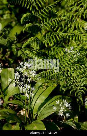 Ramsons e fern Foto Stock