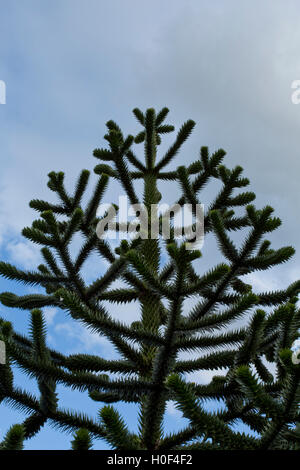 Puzzle di scimmia albero piantato come omaggio di un albero in Gran Bretagna Foto Stock