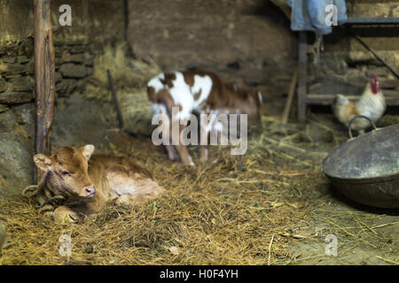 Bovini in sala di mungitura in agriturismo in Haa Valley, Bhutan Foto Stock