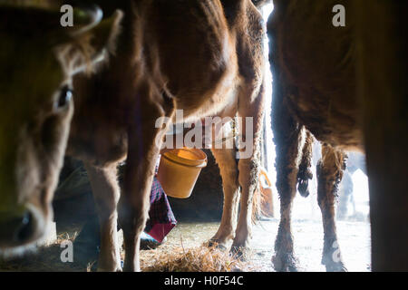 Donna vacca di mungitura nella stalla, Haa Valley, Bhutan Foto Stock