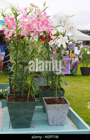 Rosa e bianchi gigli orientali crescente nei moderni contenitori ad RHS flower show a Tatton Park, Knutsford, Cheshire, nel 2016. Foto Stock