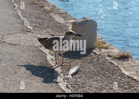 Seagull su una riva sassosa con un pesce Foto Stock