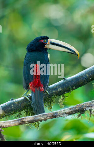 Un pallido mandibled aracari uccello adulto appollaiato su un ramo di un albero in una foresta pluviale tropicale in Ecuador, Sud America Foto Stock