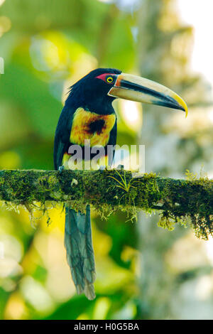 Un pallido mandibled aracari uccello adulto appollaiato su un ramo di un albero in una foresta pluviale tropicale in Ecuador, Sud America Foto Stock