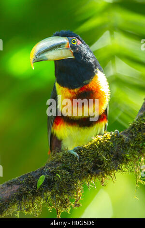 Un pallido mandibled aracari uccello adulto appollaiato su un ramo di un albero in una foresta pluviale tropicale in Ecuador, Sud America Foto Stock